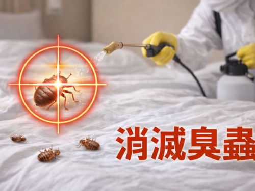 臭蟲怎麼來、怎麼除？完整消滅臭蟲攻略