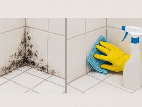 家中黴菌容易長在哪？高危險區、清潔方式與防霉關鍵解析